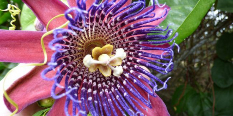 Unikátní liana passiflora (100 fotek): pěstování, péče, reprodukce